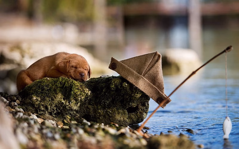 HD-wallpaper-golden-retriever-fishing-puppy-labrador-dogs-sleeping-dog-pets-cute-dogs-fishing-rod-golden-retriever-dog