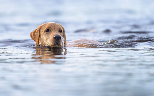 HD-wallpaper-golden-retriever-floating-dog-pets-cute-animals-labrador-river-water-swimming
