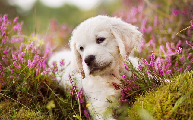 HD-wallpaper-golden-retriever-flowers-labrador-puppy-dogs-pets-cute-dogs-golden-retriever-dog