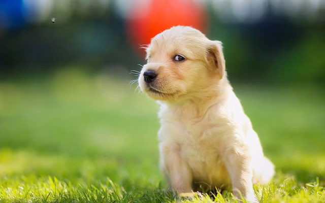 HD-wallpaper-golden-retriever-fly-puppy-dogs-pets-cute-dogs-labradors-golden-retriever-dog