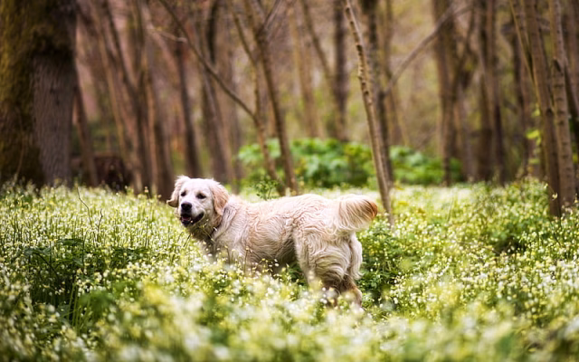 HD-wallpaper-golden-retriever-forest-beige-big-dog-pets-labrador-dogs
