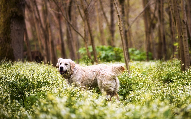 HD-wallpaper-golden-retriever-forest-beige-big-dog-pets-labrador-dogs
