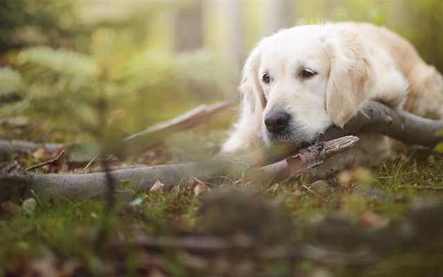 HD-wallpaper-golden-retriever-forest-bokeh-sad-dog-dogs-pets-labrador-golden-retriever-dog