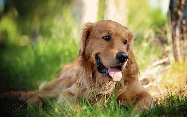 HD-wallpaper-golden-retriever-forest-small-labrador-blur-cute-dog-pets-labradors-dogs-retriever