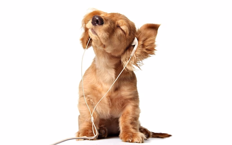 HD-wallpaper-golden-retriever-headphones-small-labrador-puppy-cute-puppies-pets-labradors-dogs-retriever