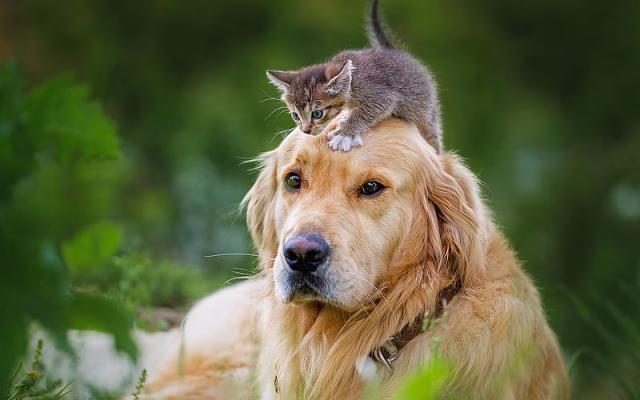 HD-wallpaper-golden-retriever-kitten-labrador-dogs-friendship-forest-pets-friends-cute-dogs-golden-retriever-dog