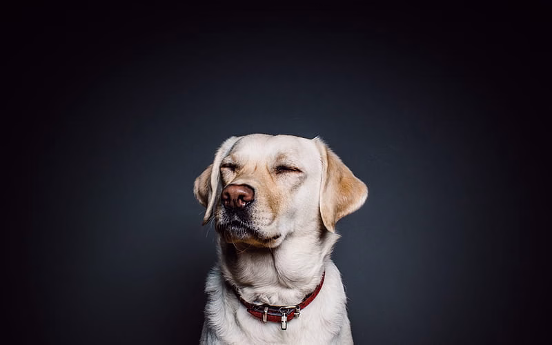 HD-wallpaper-golden-retriever-labrador-brown-dog-gray-background-pets-dogs
