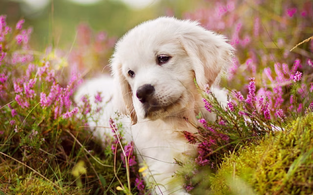 HD-wallpaper-golden-retriever-labrador-puppy-cute-dog-small-labrador-cute-animals