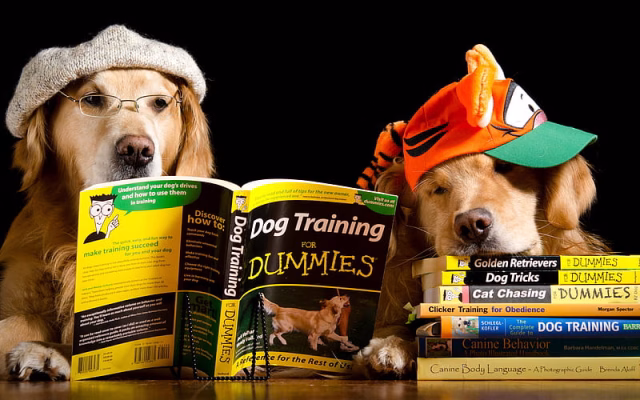 HD-wallpaper-golden-retriever-labradors-big-brown-dogs-dog-training-concepts-pets-dogs