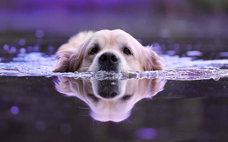 HD-wallpaper-golden-retriever-lake-labrador-swimming-labrador-pets-labradors-swimming-dog-dogs-retriever