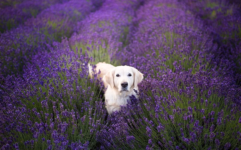 Golder Retriever