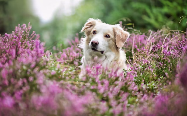 HD-wallpaper-golden-retriever-lavender-cute-dogs-pets-bokeh-dogs-golden-retriever-dog-cute-animals