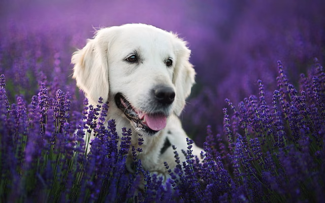 HD-wallpaper-golden-retriever-lavender-labradors-dogs-pets-cute-dogs-golden-retriever-dog