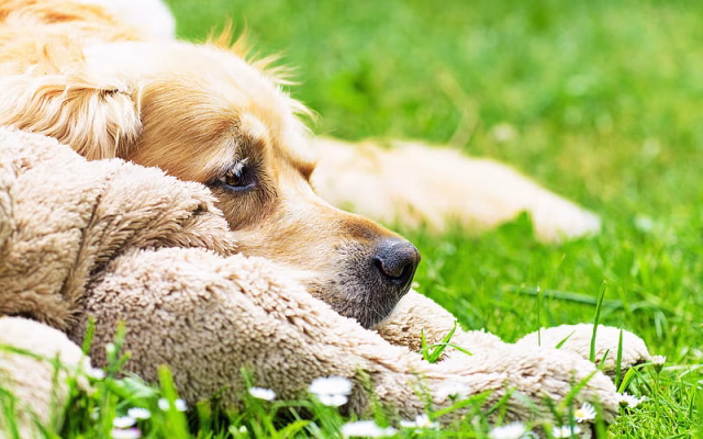 HD-wallpaper-golden-retriever-lawn-bokeh-green-grass-dogs-pets-labrador-golden-retriever-dog