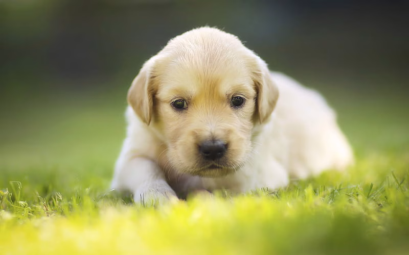 Golder Retriever