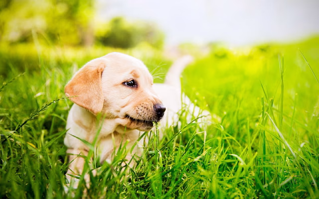 HD-wallpaper-golden-retriever-lawn-labradors-puppy-dogs-pets-cute-dogs-green-grass-small-labrador-golden-retriever-dogs-labrador-in-grass