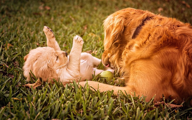 HD-wallpaper-golden-retriever-lawn-mother-and-cub-labradors-puppy-dogs-pets-cute-dogs-small-labrador-golden-retriever-dogs-family