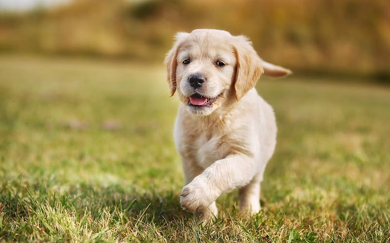 HD-wallpaper-golden-retriever-lawn-puppy-cute-dogs-pets-small-labradors-bokeh-dogs-golden-retriever-dog-cute-animals-small-golden-retriever