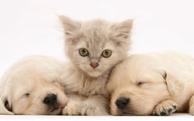 HD-wallpaper-golden-retriever-little-puppies-and-kitten-friendship-concepts-cute-little-animals-pets-cat-and-dogs-labradors
