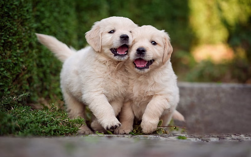 Golder Retriever