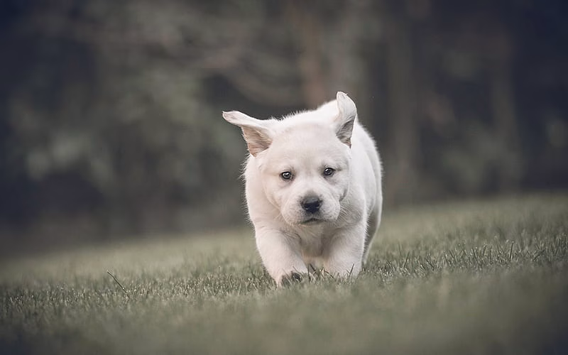 Golder Retriever