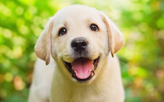 HD-wallpaper-golden-retriever-muzzle-small-labrador-puppy-pets-labradors-dogs-retriever