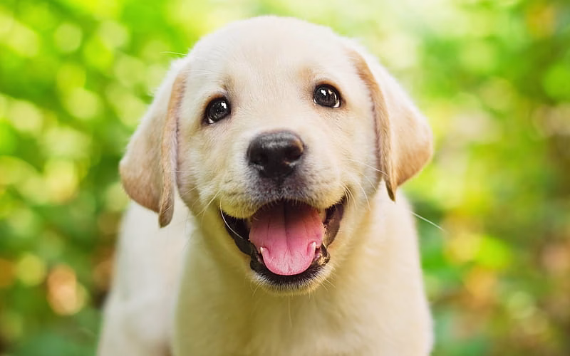 Golder Retriever