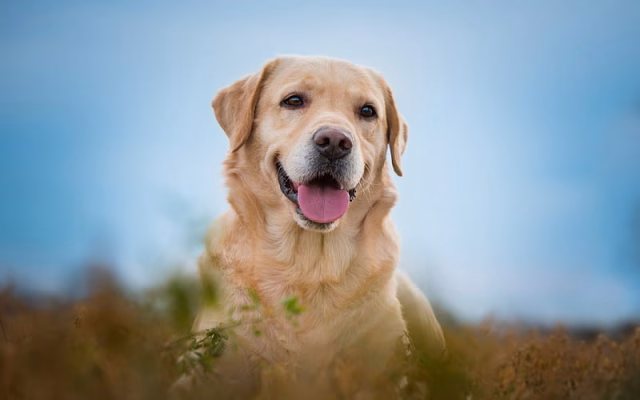 HD-wallpaper-golden-retriever-pet-dog-labrador-brown-dog