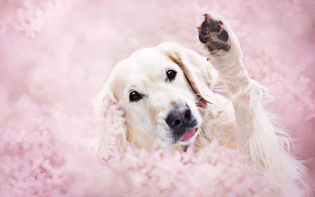 HD-wallpaper-golden-retriever-pink-flowers-dog-in-flowers-bokeh-dogs-pets-labrador-golden-retriever-dog