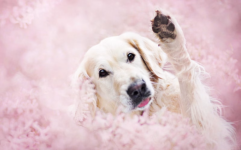 Golder Retriever