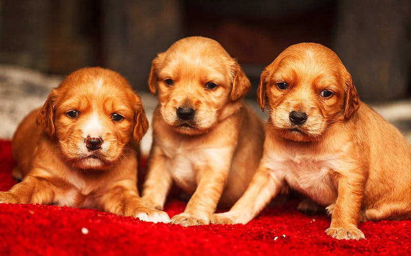 HD-wallpaper-golden-retriever-puppies-dogs