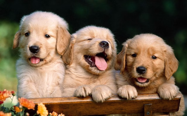 HD-wallpaper-golden-retriever-puppies-family-labrador-dogs-pets-cute-dogs-golden-retriever-dog
