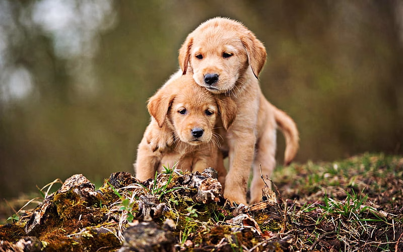 Golder Retriever