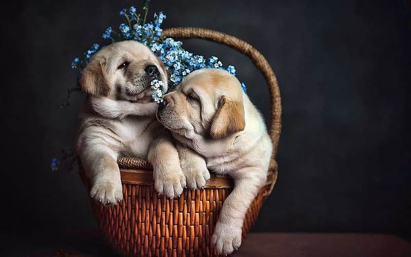 Golder Retriever