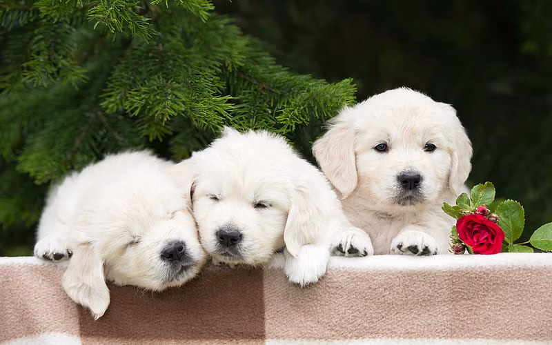 HD-wallpaper-golden-retriever-puppies-labradors-dogs-pets-small-labradors-cute-dogs