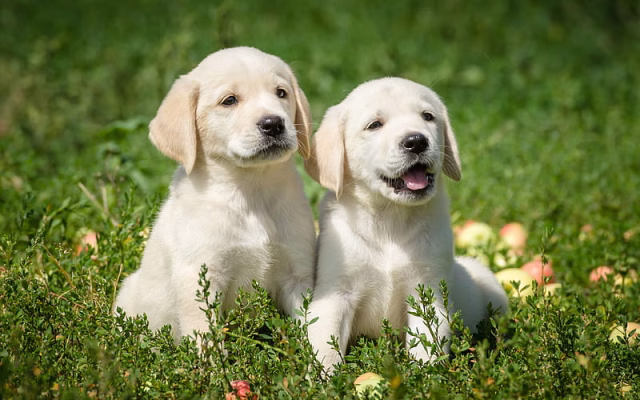 HD-wallpaper-golden-retriever-puppies-pets-labradors-dogs-retriever-small-labradors-cute-dogs