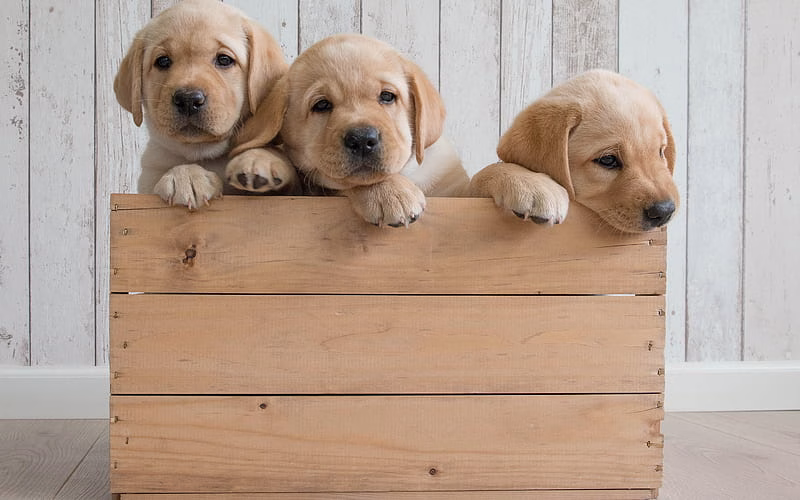 HD-wallpaper-golden-retriever-puppies-wooden-box-cute-animals-small-dogs