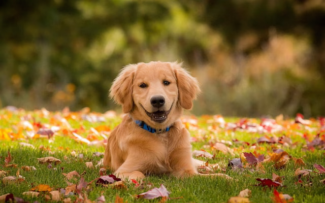 HD-wallpaper-golden-retriever-puppy-autumn-labrador-dogs-lawn-pets-cute-dogs-golden-retriever-dog