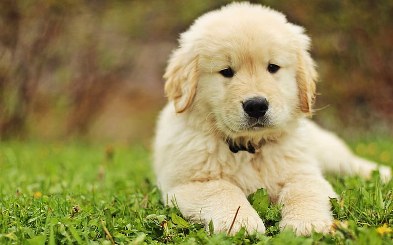 Golder Retriever