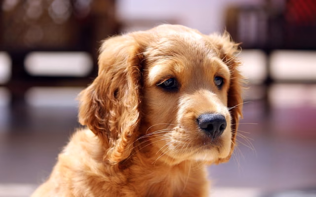 HD-wallpaper-golden-retriever-puppy-bokeh-small-labrador-close-up-cute-dog-dogs-pets-labrador-golden-retriever-dog