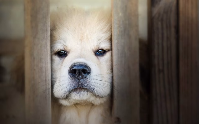 HD-wallpaper-golden-retriever-puppy-close-up-labrador-dogs-sad-dog-pets-cute-dogs-golden-retriever-dog