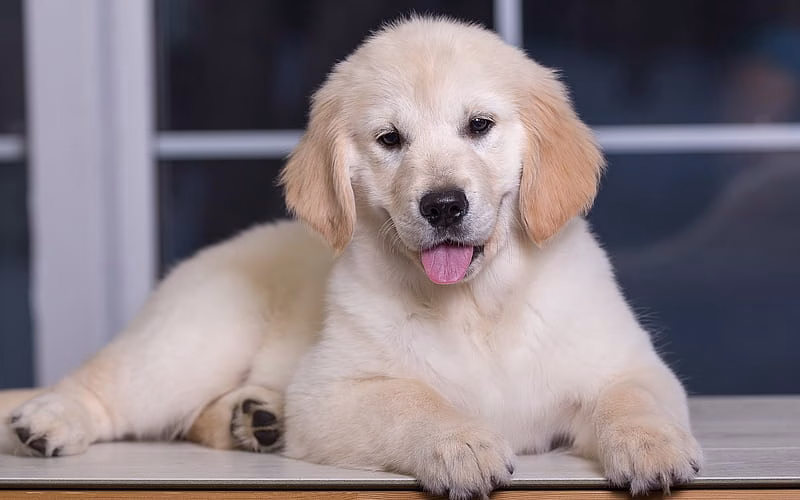 HD-wallpaper-golden-retriever-puppy-cute-animals-dog