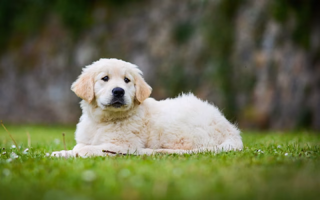 HD-wallpaper-golden-retriever-puppy-cute-animals-small-labrador-dog-on-a-walk-dogs-pets-labradors-golden-retriever-dog