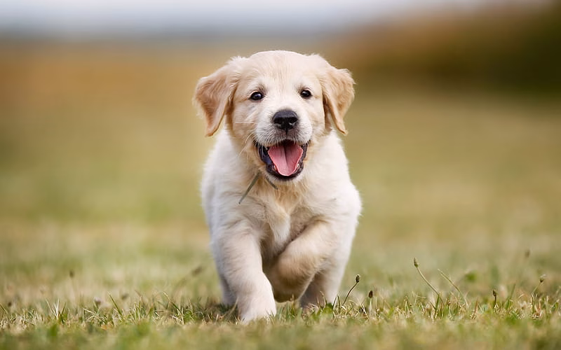 Golder Retriever
