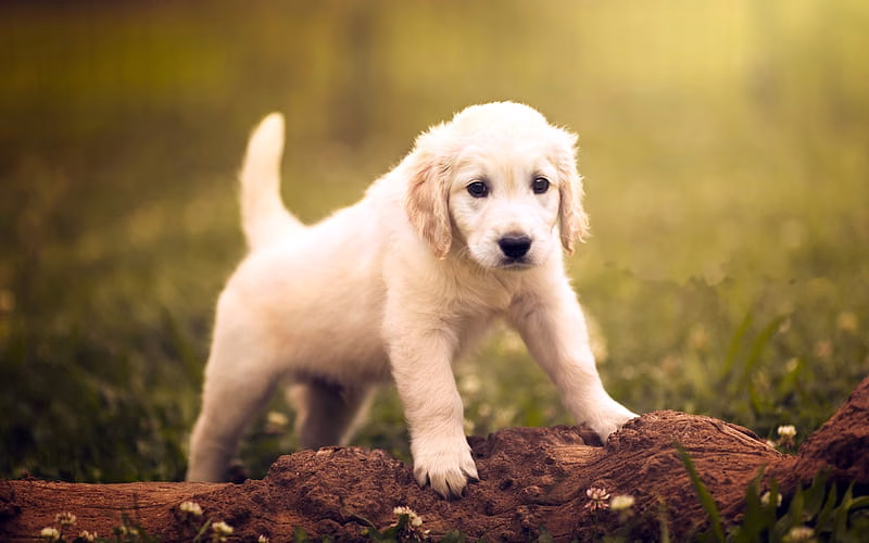 HD-wallpaper-golden-retriever-puppy-labrador-forest-dogs-pets-cute-dogs-golden-retriever-dog