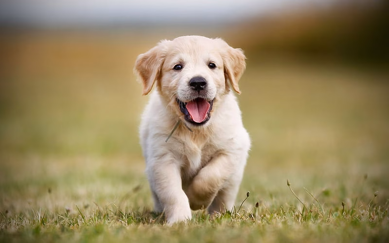 Golder Retriever