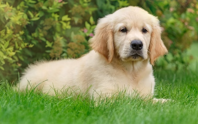 HD-wallpaper-golden-retriever-puppy-lawn-pets-cute-animals-dogs-labrador