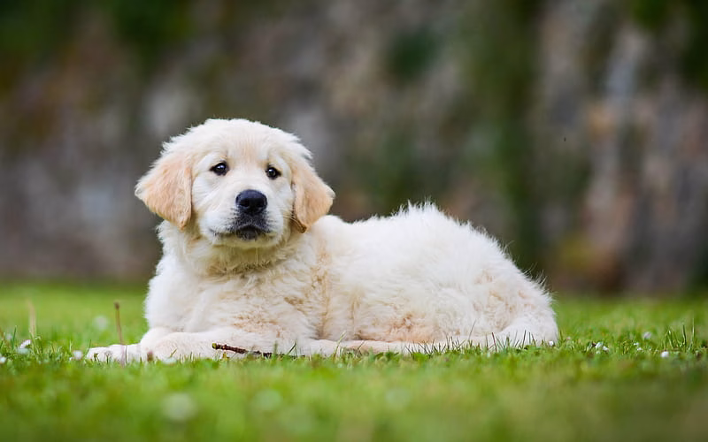 HD-wallpaper-golden-retriever-puppy-lawn-sad-dog-labradors-dogs-pets-cute-dogs-small-labrador-golden-retriever-dogs-family