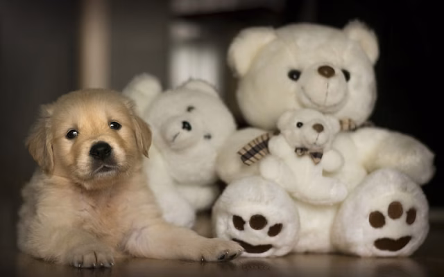 HD-wallpaper-golden-retriever-puppy-little-labrador-teddy-bears-cute-animals-pets-dogs
