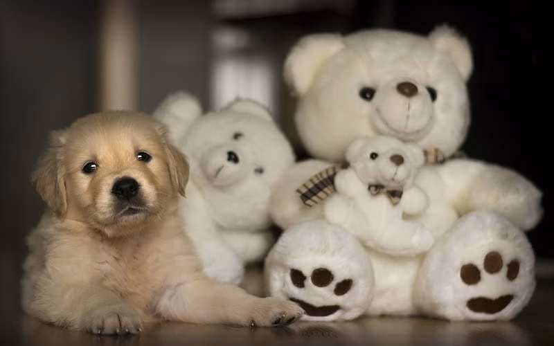 Golder Retriever